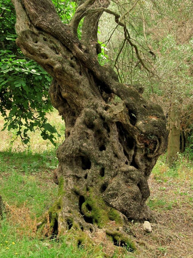 Menecrates Rustic - San Matteo Daire Ágios Matthaíos Dış mekan fotoğraf