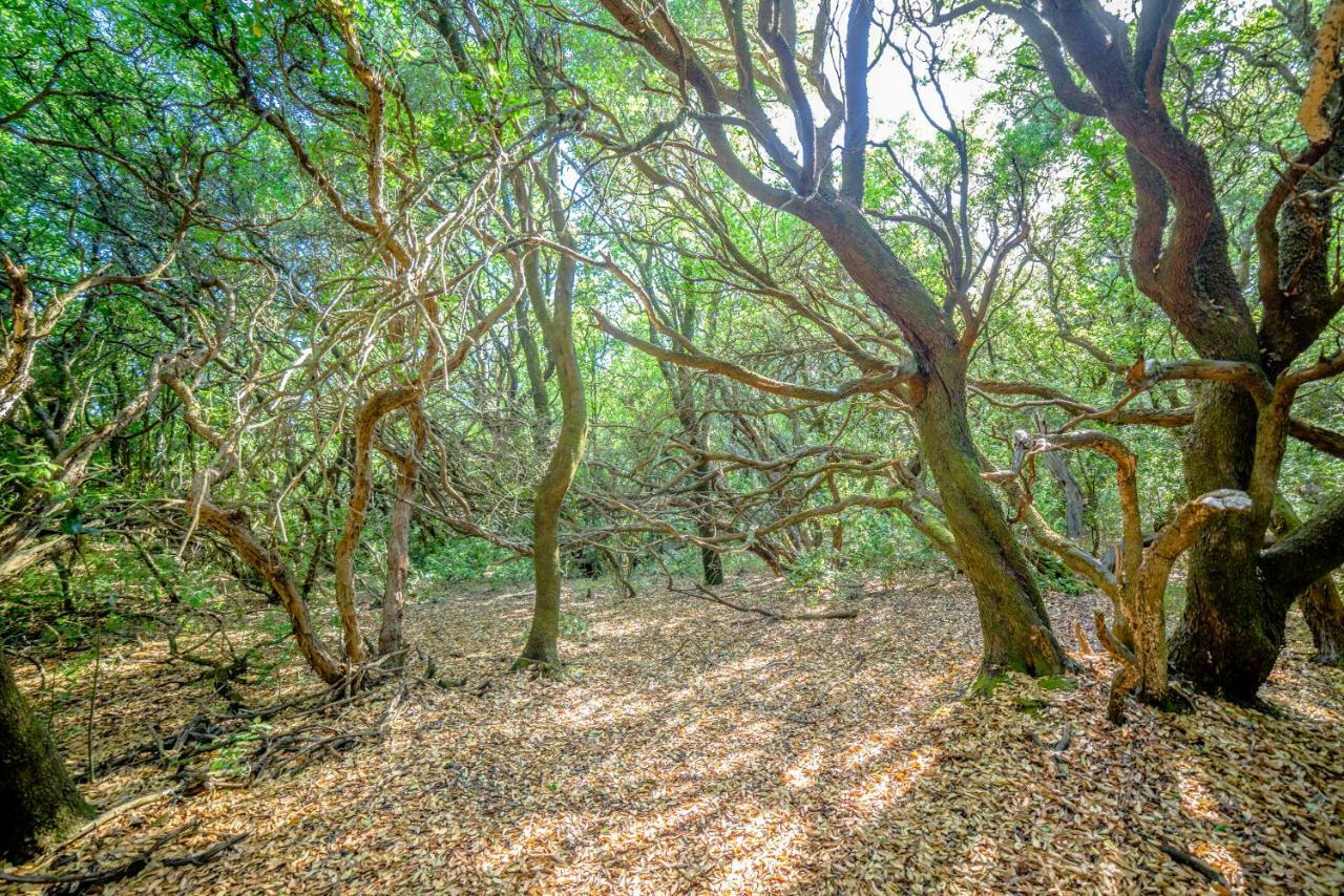 Menecrates Rustic - San Matteo Daire Ágios Matthaíos Dış mekan fotoğraf